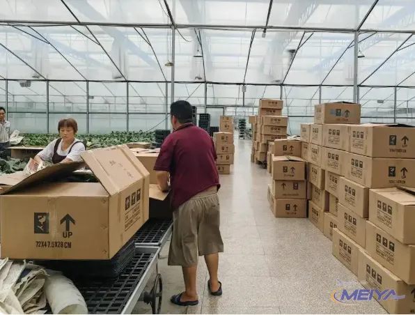 蝴蝶兰种苗产地打包实拍